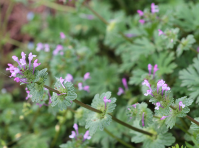 Purple tubular flowerpng